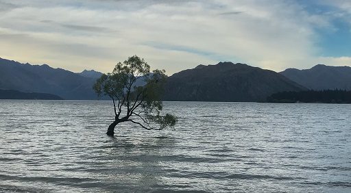 The Wanaka tree at Wanaka lake, New Zealand