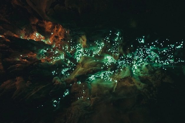 Glowworms at Waipu Caves