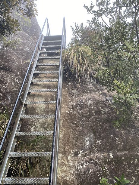 Ladder at The Pinnacles, Coromandel track