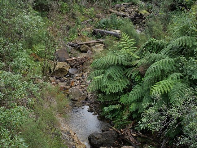 Small river along The Pinnacles, Coromandel track