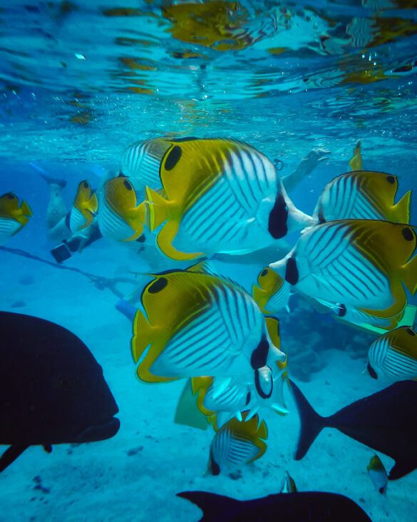 School of fish in Tikioki Marine reserve