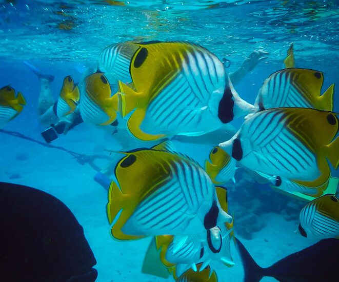 Best places for snorkeling in Rarotonga, Cook Islands- Bonus tips
