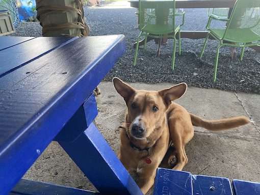 Dog at the Flying turtle cafe in Rarotonga