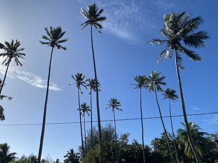 Coconut trees in Rarotonga